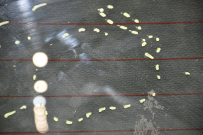 Rear glass of the trunk door Ford C-max MK2 13-18 scratches, scratches from the wiper