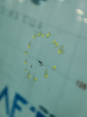 Windshield Nissan Leaf 11-17 sand, chip