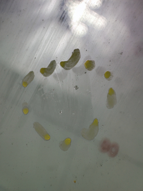Windshield Nissan Leaf 11-17 sand, chip