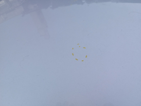 Roof metal Ford C-max MK2 13-18 without hatch, on the body, bumpers