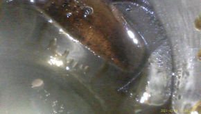 4GR-FSE Lexus IS250 06-08 100k engine, corrosion in cylinders