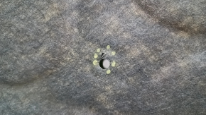 Mercedes CLA 14-19 bonnet insulation, tear, crepe tear