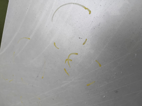 Metal roof Lexus IS250 IS300 IS350 06-13 under hatch, on body, hail, dented