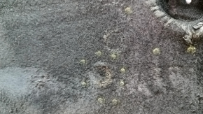 Audi A6 C8 19-24 engine protection cracks