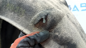 The rear left fender liner of a Honda Accord 23-26 is torn.