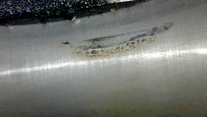 Engine Ford Fusion mk5 13-16 2.5 C25HDEX Duratec 110kw/150PS 17k corrosion in cylinders
