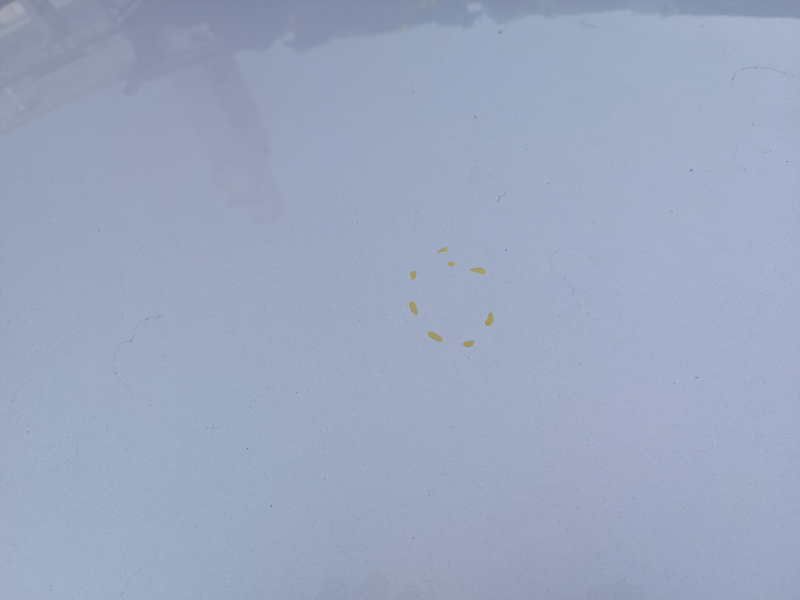 Roof metal Ford C-max MK2 13-18 without hatch, on the body, bumpers