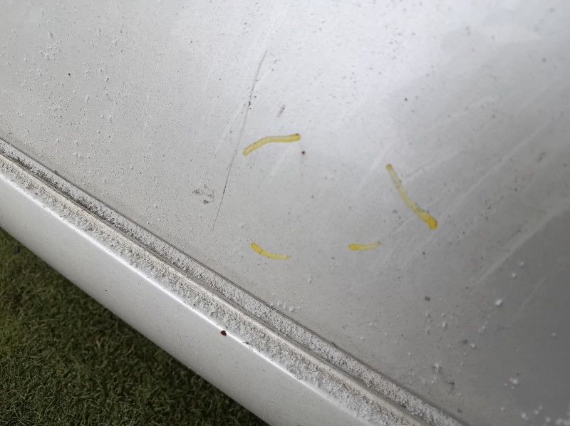 Metal roof Lexus IS250 IS300 IS350 06-13 under hatch, on body, hail, dented