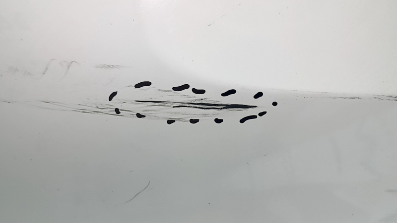 Bare rear bumper Toyota Camry v70 18-24 L/LE/XLE without parking sensors, white, torn, scratches, missing fragments, dented