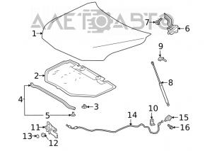 Naked hood Toyota Avalon 19-22